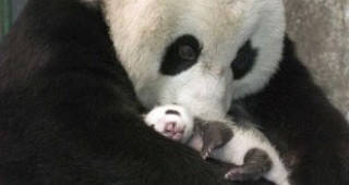 В японска зоологическа градина панда роди близнаци