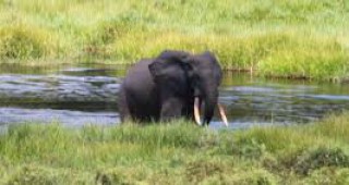 Бракониери са изтребили 95% от слоновете в Либерия
