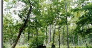 Експерти: ООН не е ефективна в опазването на горите