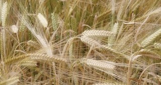 Тестват нови, по-устойчиви и високодобивни сортове пшеница в Разградско