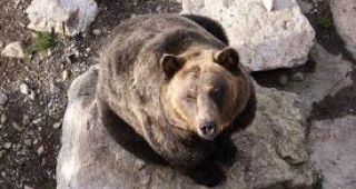 17 кафяви мечки могат да бъдат отстреляни през 2011 г. в страната