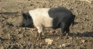 Взети са мерки за опазване на Източно-балканската порода свине в община Созопол