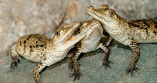 Във виенския зоопарк могат да се видят новородени крокодилчета