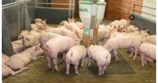 ЕС взе решение за регулиране на пазара на свинско месо