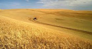 Световните запаси от зърно ще намалеят с 62 млн. т