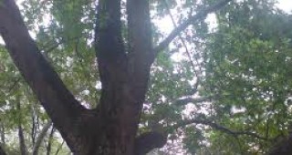 Чинар в с. Гърмен на 600 години ще се състезава за Европейско дърво на годината