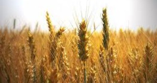Търговията със зърно е в застой