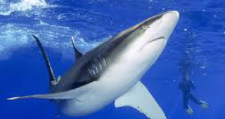1/3 от всички видове акули са застрашени от изчезване