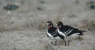 МОСВ набира проекти за опазване на диви птици в 13 защитени зони