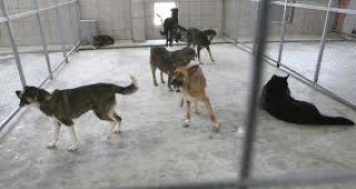 Изграждат приют за кучета във Видин