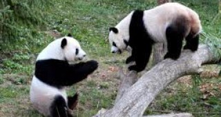 Насърчават любовната игра между панди