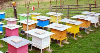 2000 семейства се занимават с пчеларство във Великотърновско