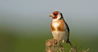 Акт за лов на пойни птици съставиха експерти от РИОСВ-Бургас