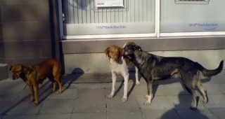 В Плевен ще строят нов приют за бездомни кучета