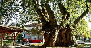 Вековен чинар от благоевградското село Гърмен се състезава за приза Европейско дърво на годината