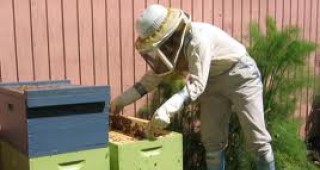 Пчеларите намаляват, цената на меда е ниска