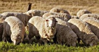 Започва прием на проекти за животновъди по ПРСР от 14 март