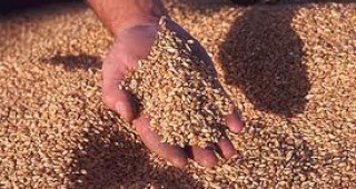 Бургаските зърнопроизводители са в стачна готовност