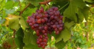 Уникален български винен сорт грозде расте край Татул