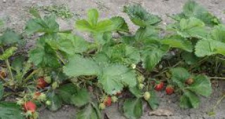 Увеличават се площите с ягоди и овощни култури в Смолянско