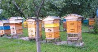 Безпричинно изчезване на цели пчелни семейства се наблюдава в Кюстендилско