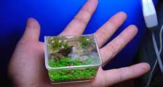 В Омск представиха най-малкия аквариум в света
