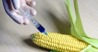 Европа може да има свободни от ГМО зони