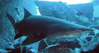 Калифорния може да забрани продажбата на перки от акула