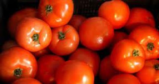 На българския пазар домати родно производство няма
