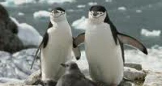 Хумболтови пингвини ще са най-новите обитатели в Столичния зоопарк