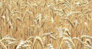 ЕС отмени вносните мита за зърнени култури