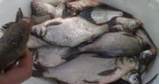 Хванат е нарушител, превозващ незаконно 56 килограма риба