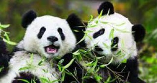 Треска за панди обхвана Япония