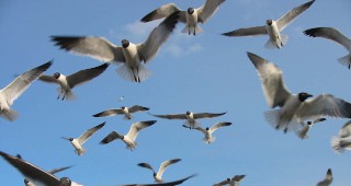 Тази година ще бъдат разселени над 150 000 птици