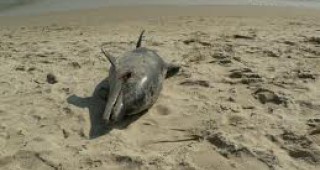 Откриха над 100 мъртви делфина на плаж в Нова Зеландия