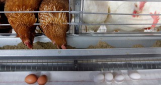 От 1 януари 2012 година кокошки-носачки ще могат да се отглеждат само в уголемени клетки