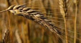 Русия се готви да удължи забраната за износ на зърно