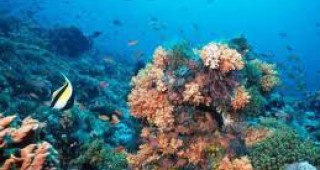 Кораловите рифове може да изчезнат до 2050 година