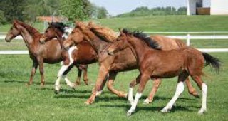 Организират конни състезания в Габровска област
