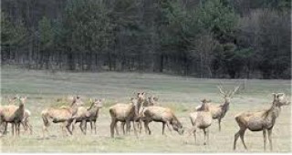 Всички ловни стопанства в Бургаска област са имали предварителни заявки за лов