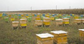 Родното пчеларство загива