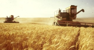 Цената на хлебната пшеница започна да пада