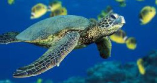 Учени разгадаха как се ориентират големите морски костенурки
