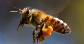 Синдромът на празния кошер е заради лошата работа на някои пчелари