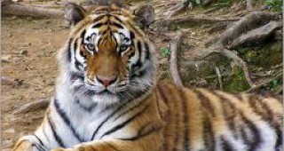 Най-голямата котка в света – амурският тигър, е почти изчезнала