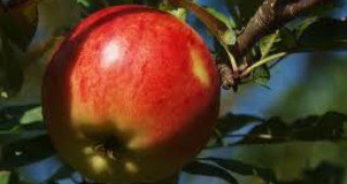 Пет нови сорта ябълки ще бъдат представени на Международната селскостопанска изложба Агра 2011
