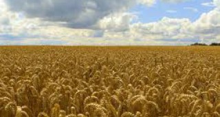 Възможно e Русия да продължи забраната за износ на зърно