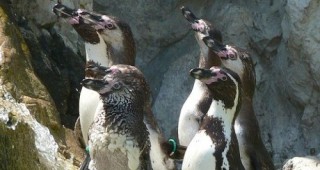 Показаха на посетители хумболтовите пингвини в столичния зоопарк