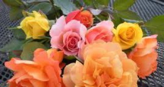 С над 50% се е увеличила цената на цветята във Варна ден преди 8 март