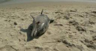 Петролният разлив в Мексиканския залив може да е причина за мъртвите делфини